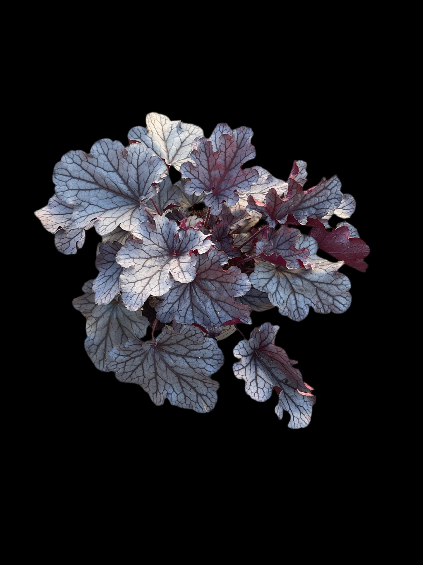Heuchera ‘Huckleberry’ P15