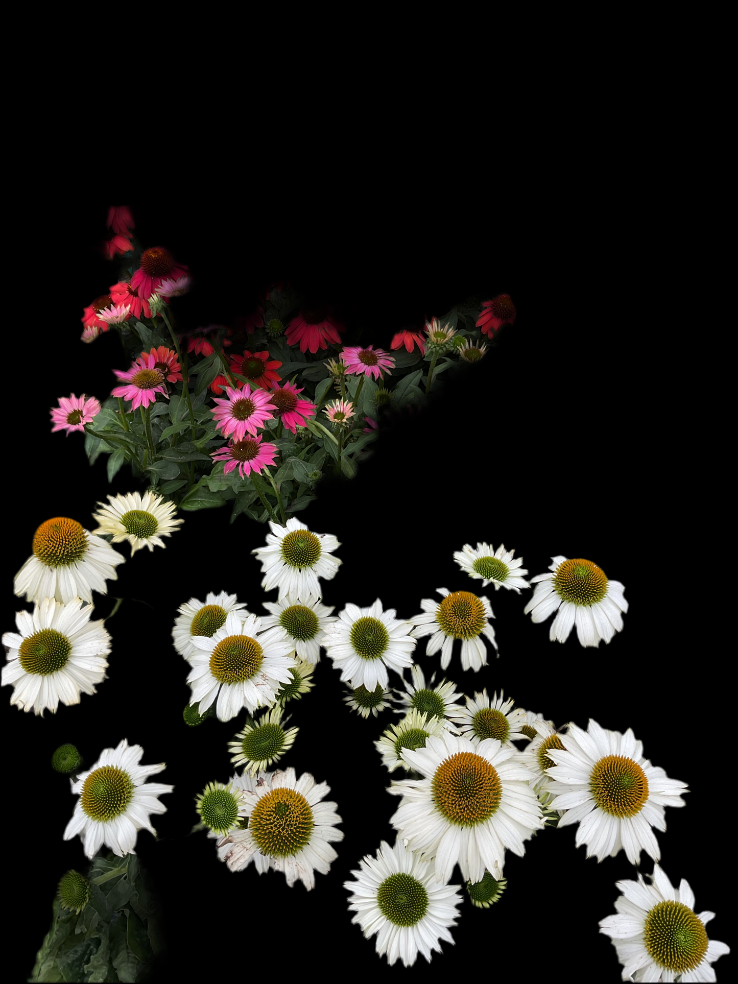 Echinacea purpurea ‘Alba’ P13