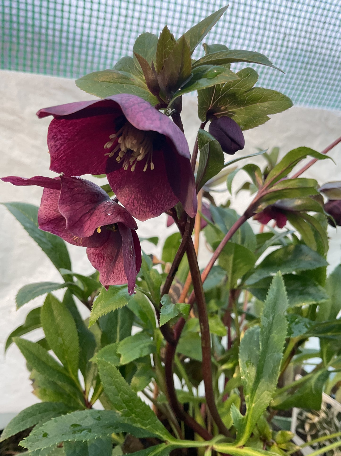 Helleborus orientalis ‘Red Princess’ P17