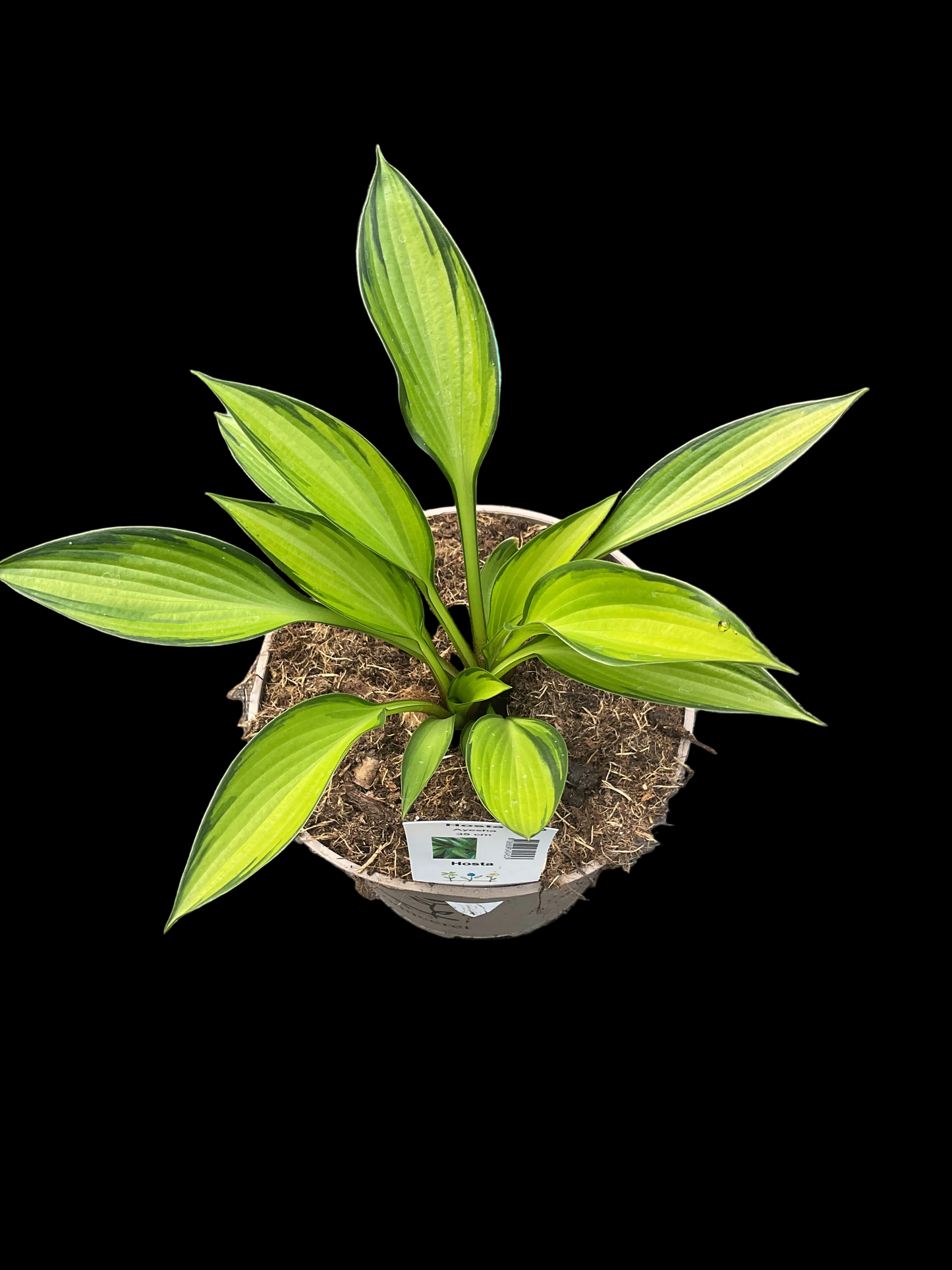 Hosta ‘Ayesha’ P15