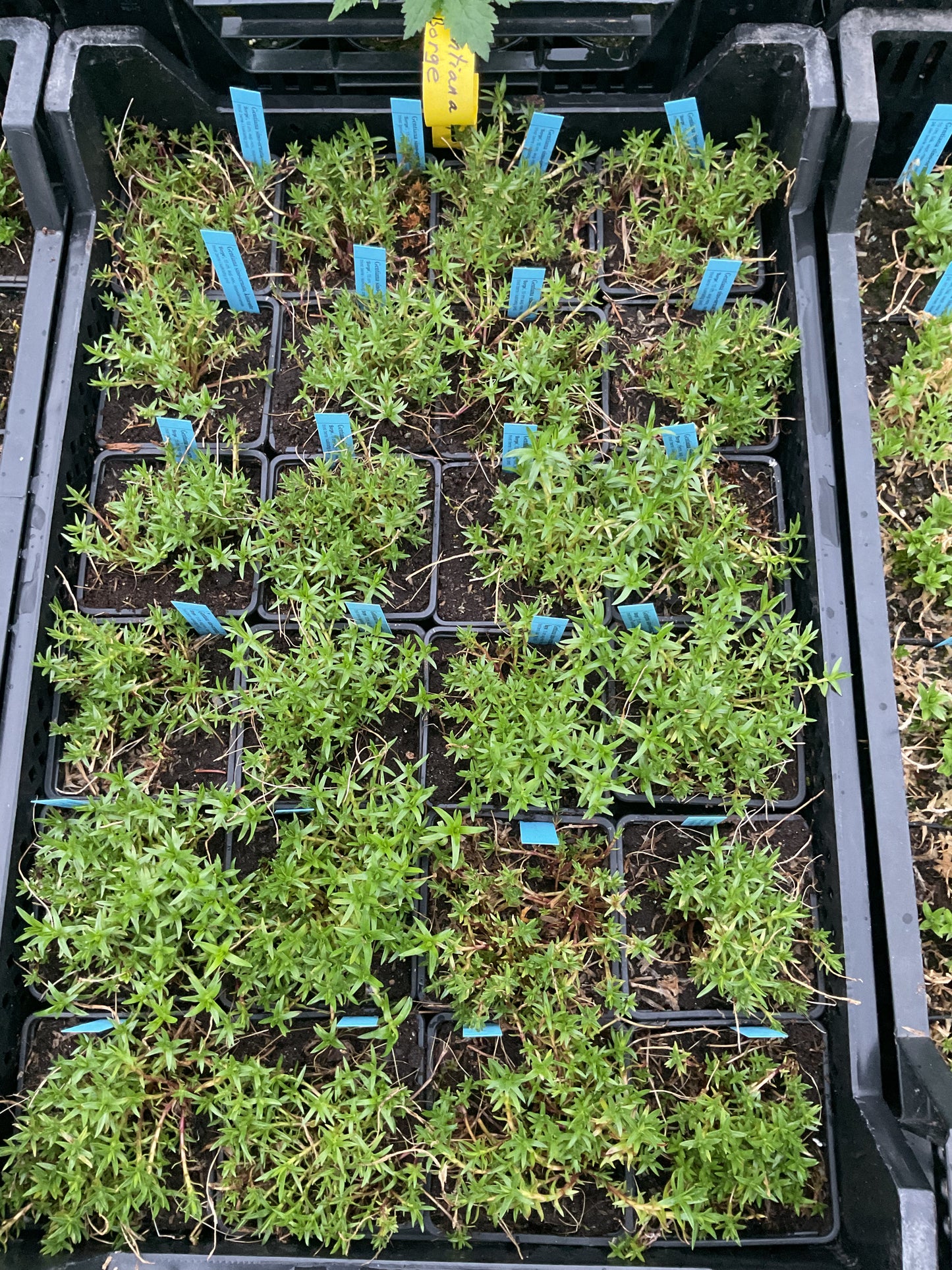 Gentiana sino-ornata ‘Blauer Zwerg’ P9x9
