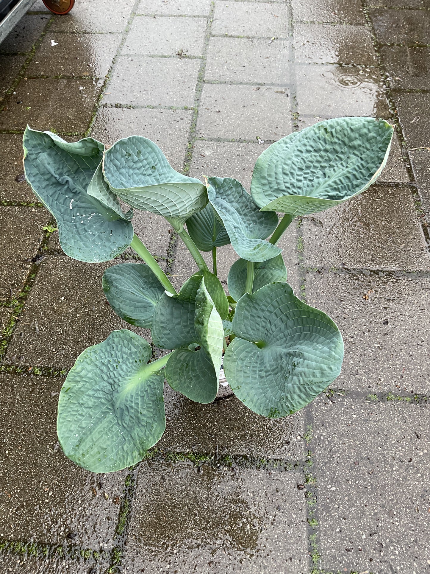 Hosta ‘Big Daddy’ P15