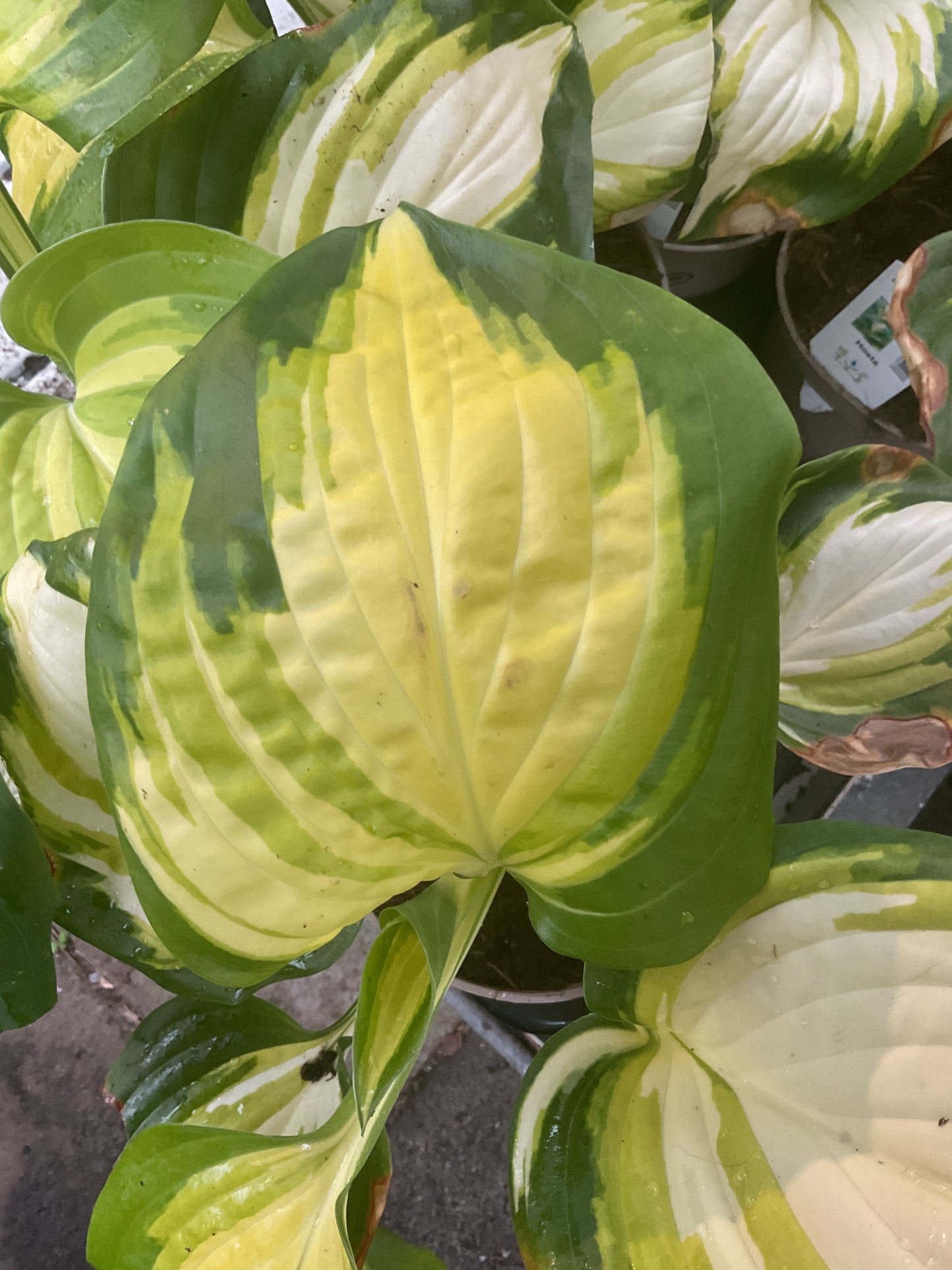 Hosta ‘Heatwave Harmony’ P15