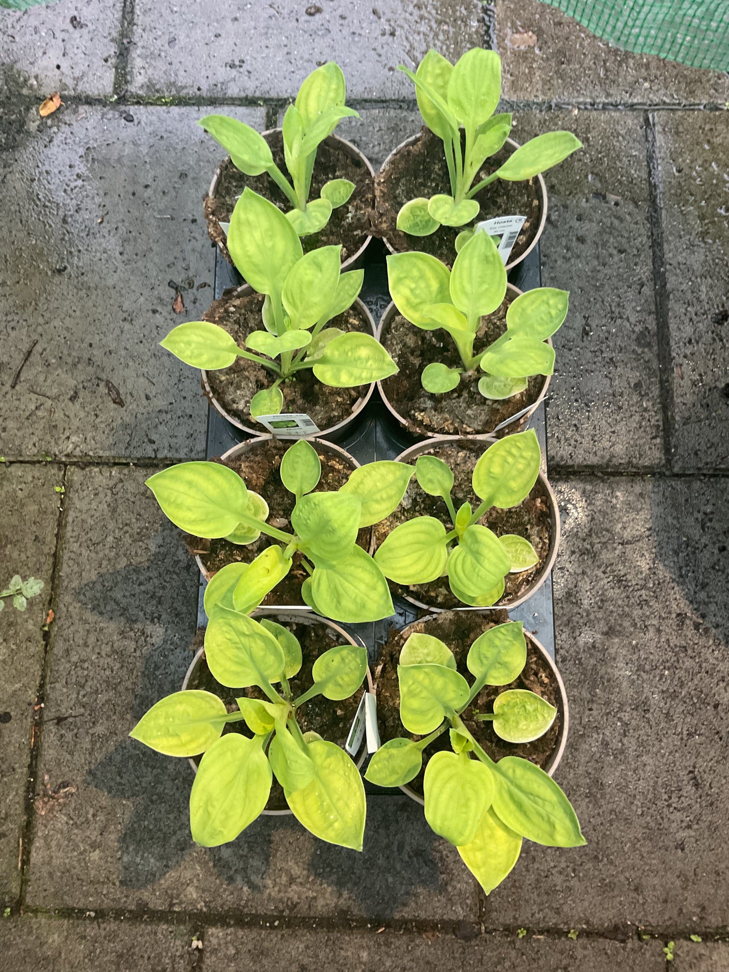 Hosta ‘Eye Catcher’ P15
