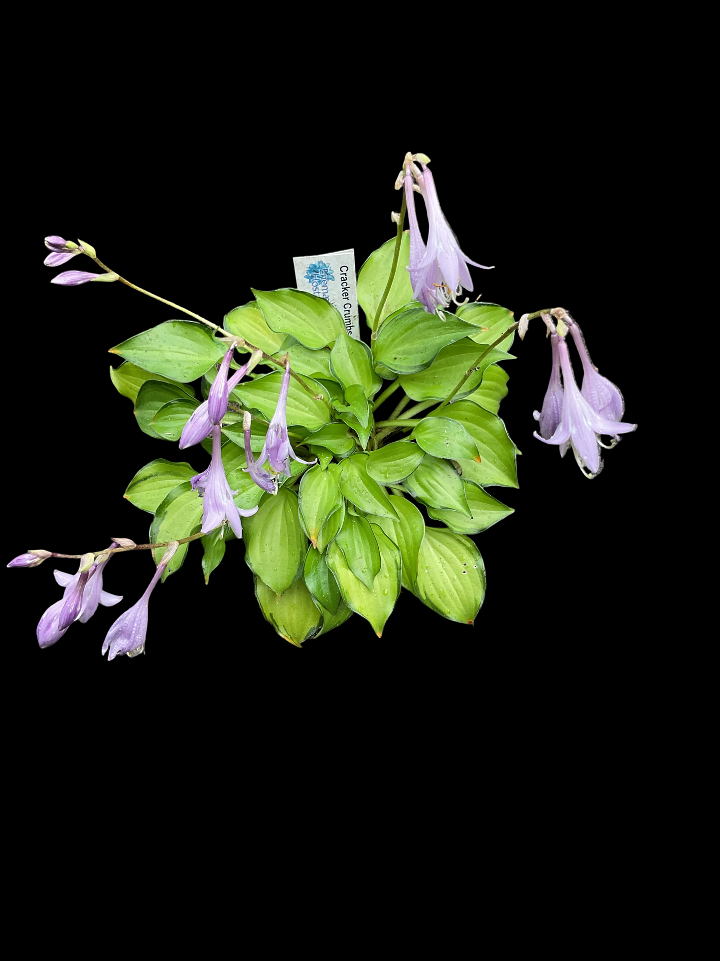 Hosta ‘Cracker Crumbs’ P 10
