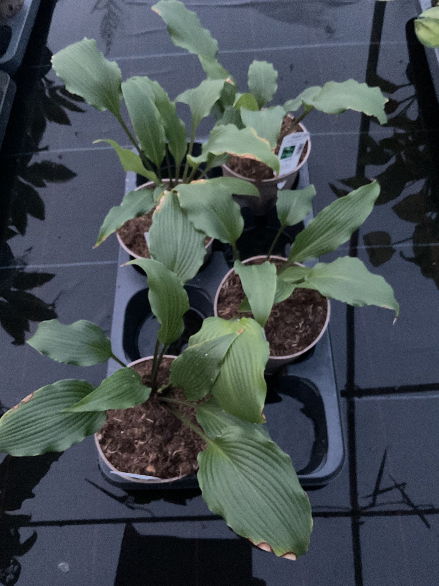 Hosta ‘Snake Charmer’ P15