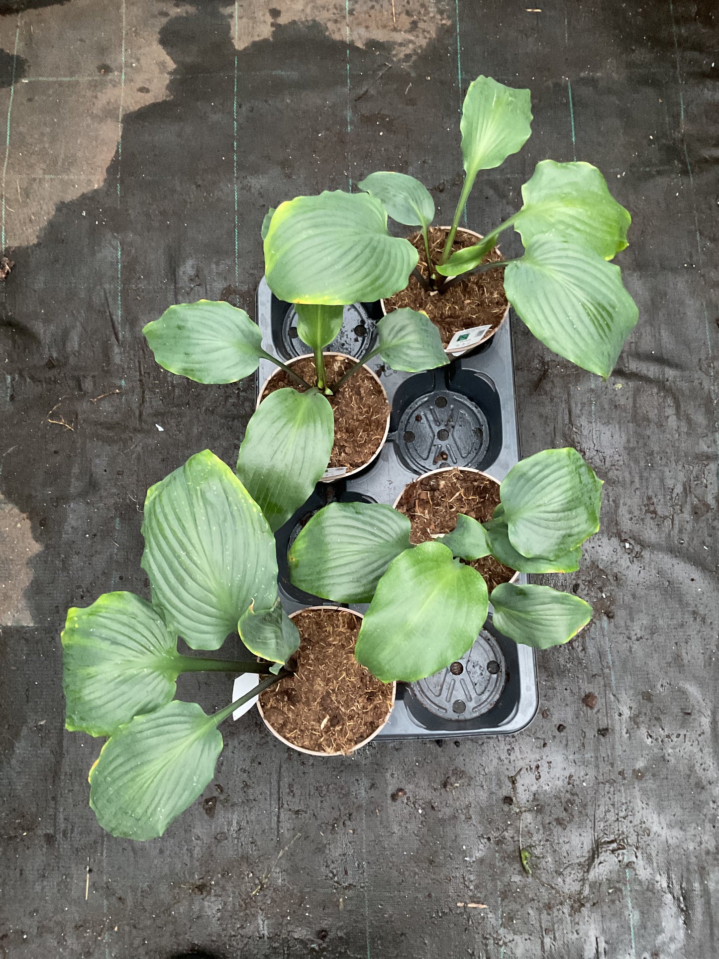 Hosta ‘Cadiz Springs’ P15