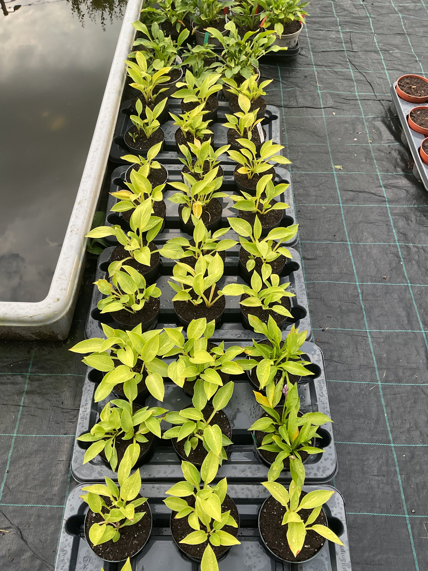 Hosta Green Bag P15