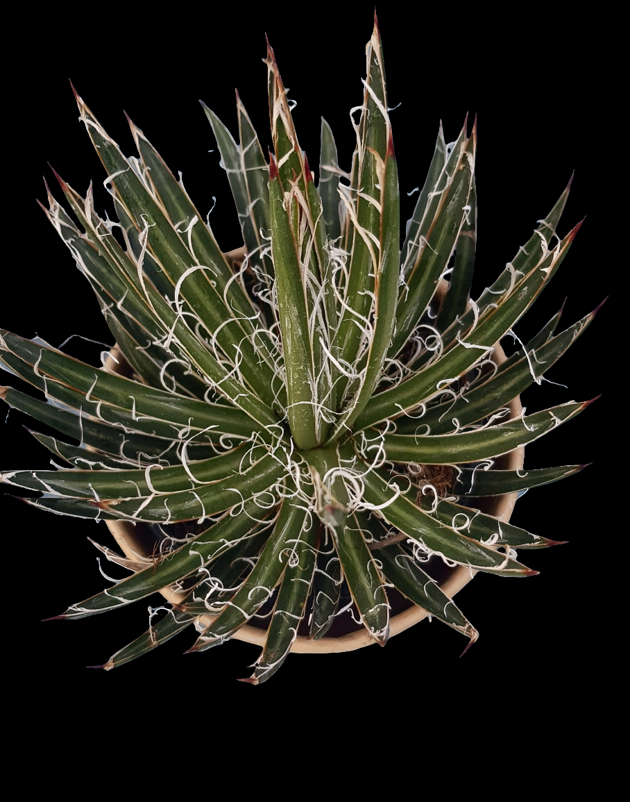 Agave filifera
