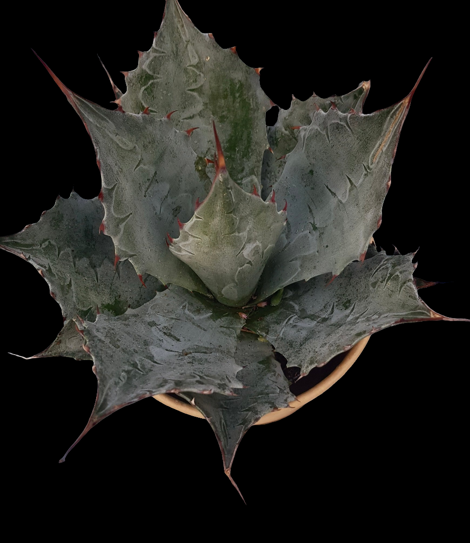 Agave parrasana