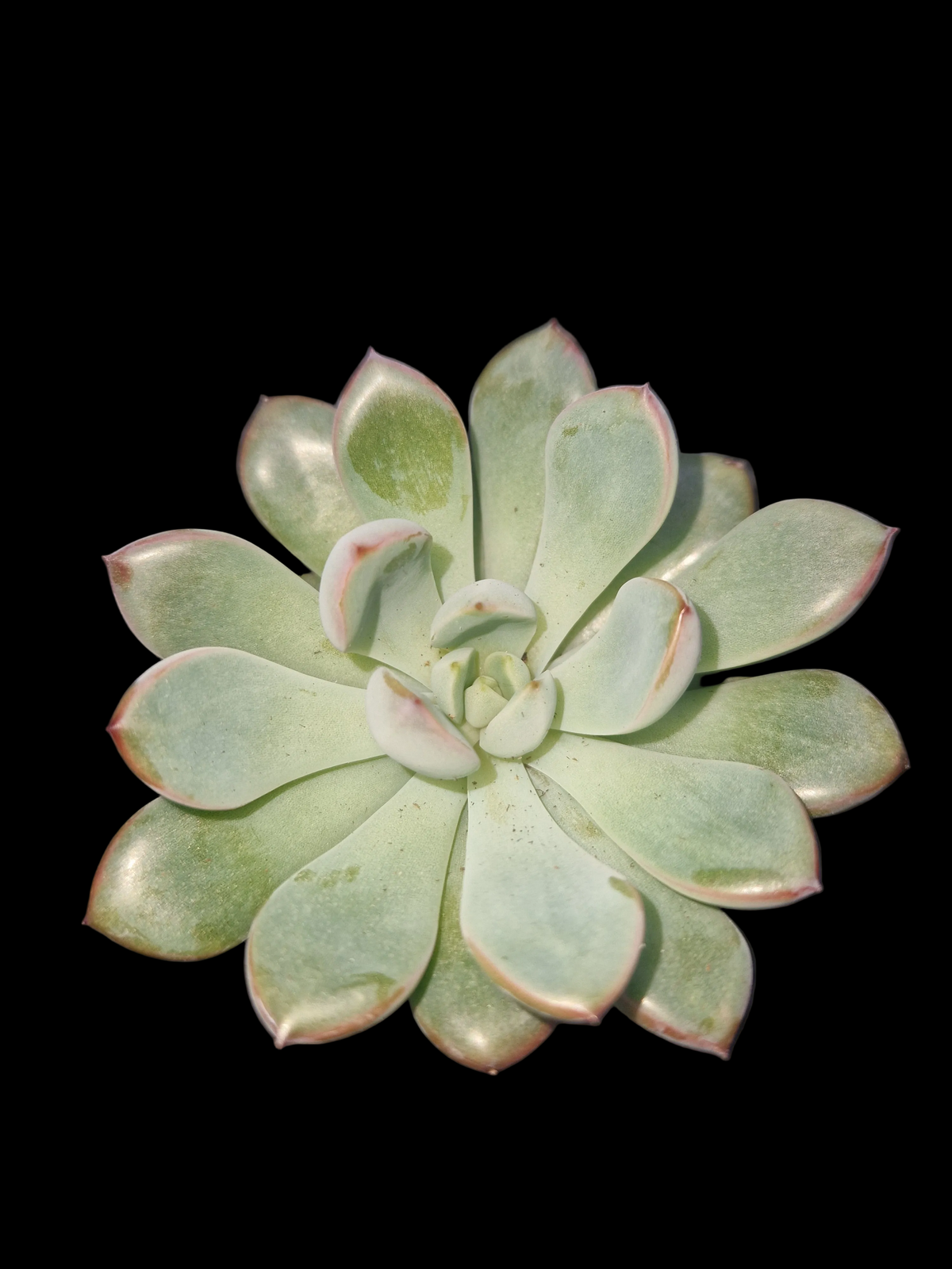 Echeveria 'Parva' P6
