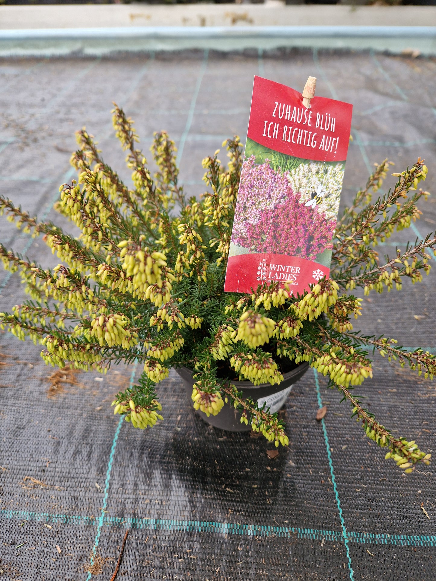 Erica carnea, rosa P11