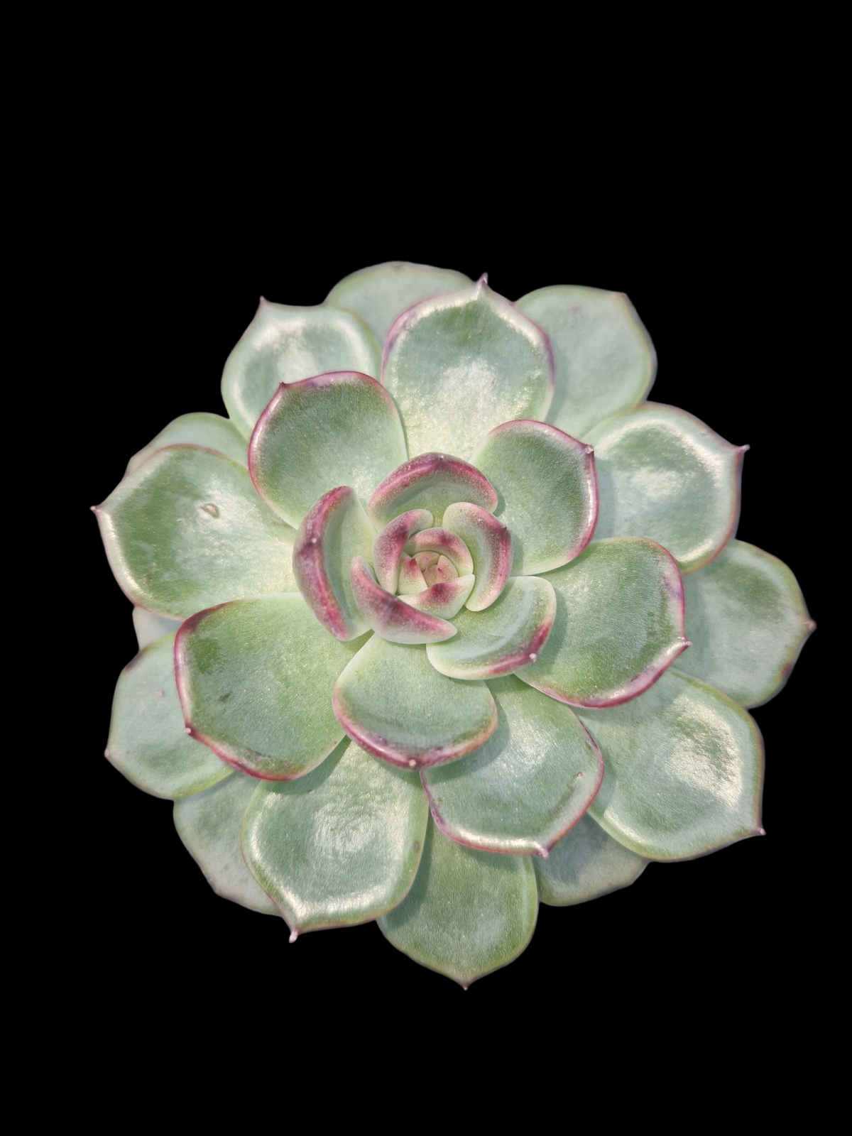 Echeveria pulidonis P6