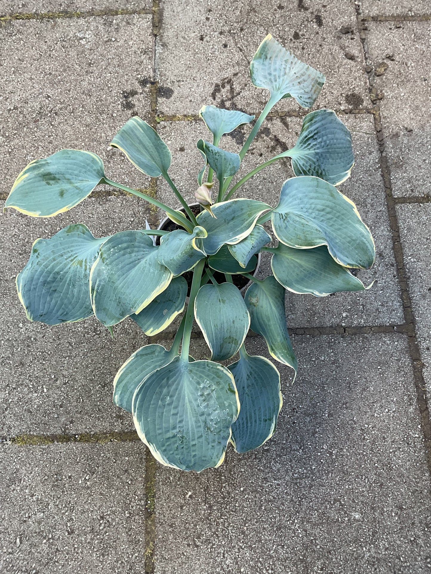 Hosta ‘Frosted Dimples’ P15