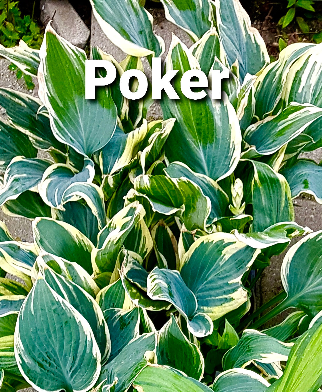 Hosta ‘Poker’