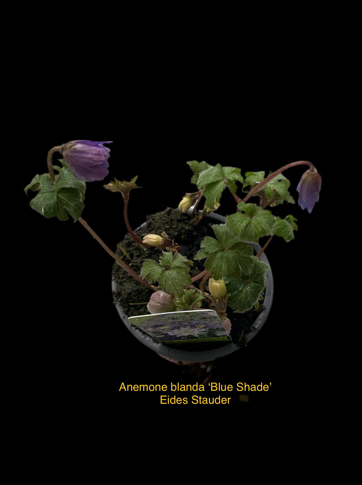 Anemone blanda ‘Blue Shade’ P9 5stk planter