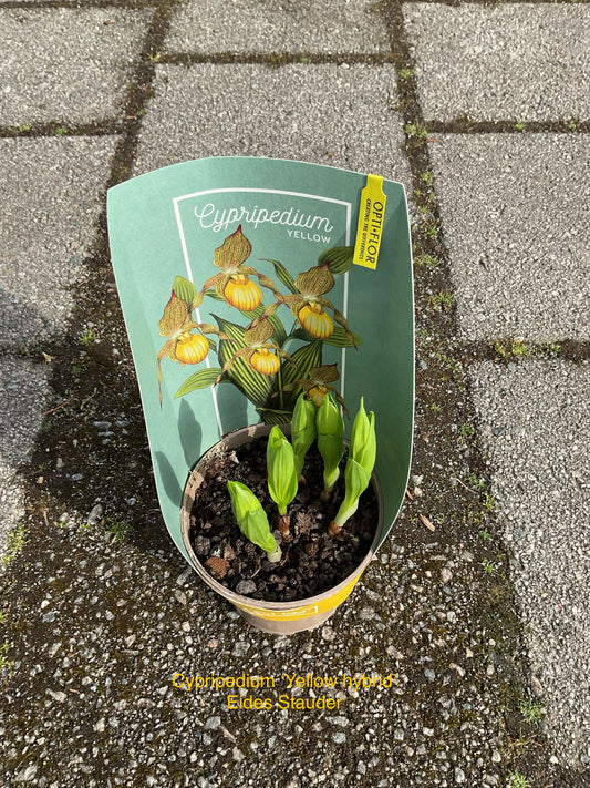 Cypripedium ‘Yellow hybrid’ p12