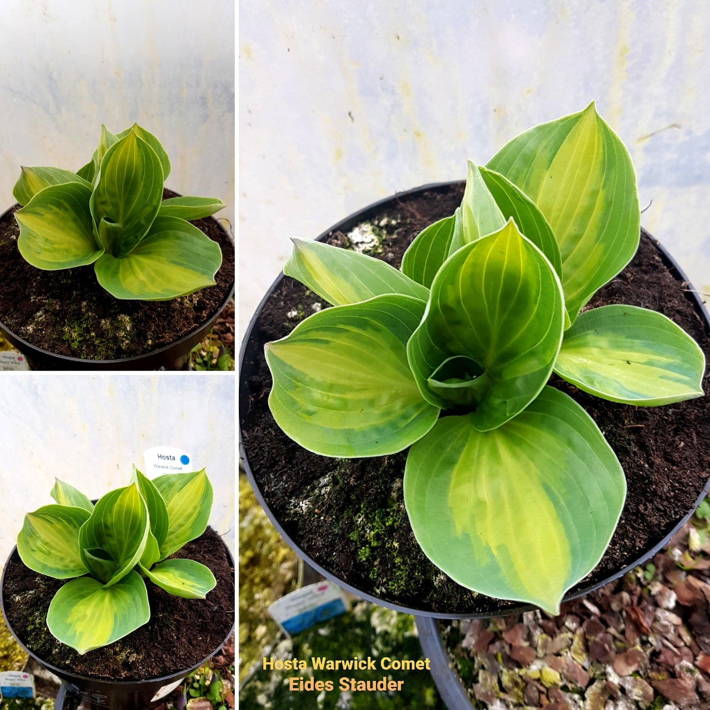 Hosta ‘Warwick Comet’ P15