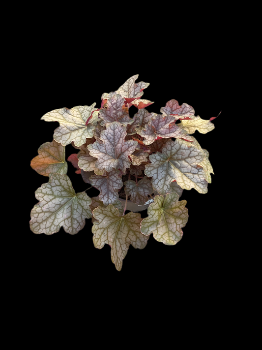 Heuchera ‘Ginger Ale’ P15