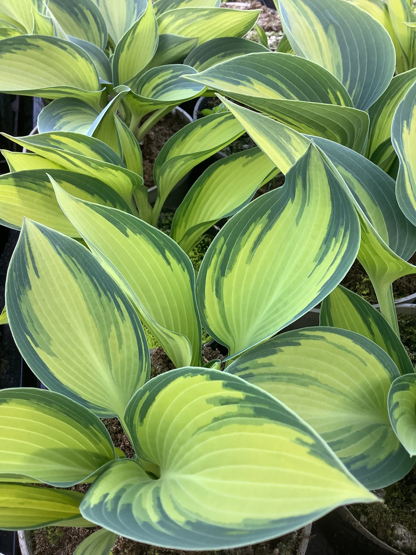 Hosta ‘June’