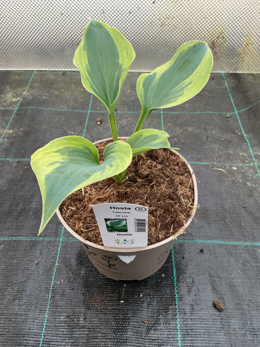 Hosta ‘Tatooine’ P15