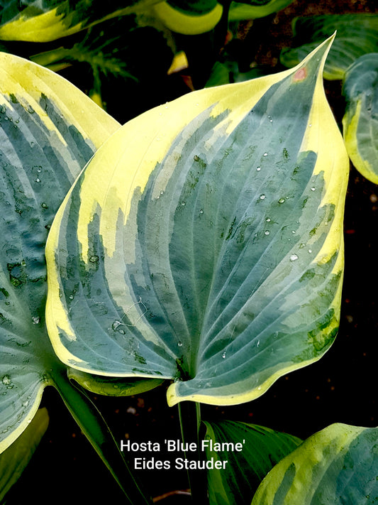 Hosta ‘Blue Flame’