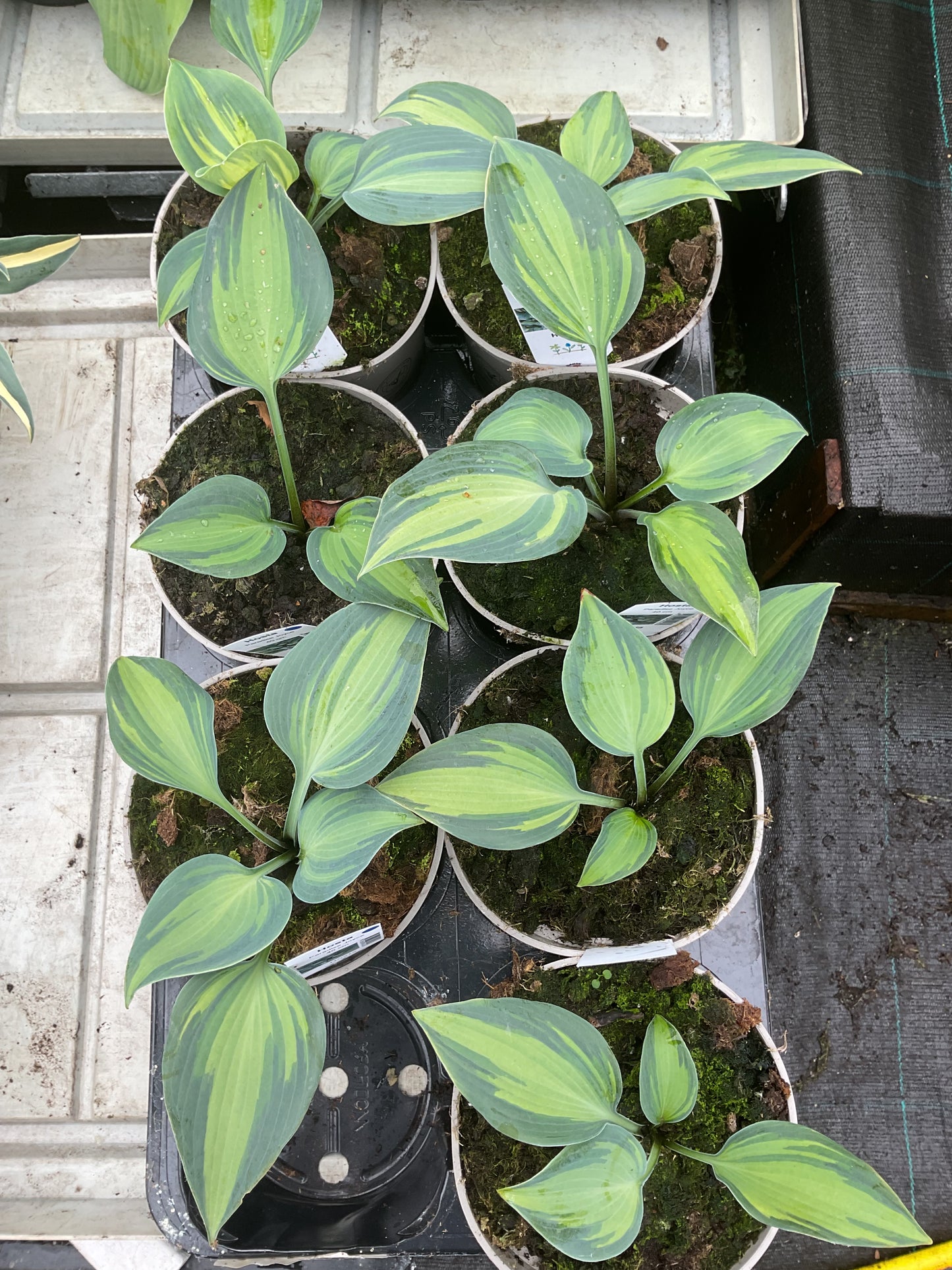 Hosta ‘Paradise Joyce’ P15