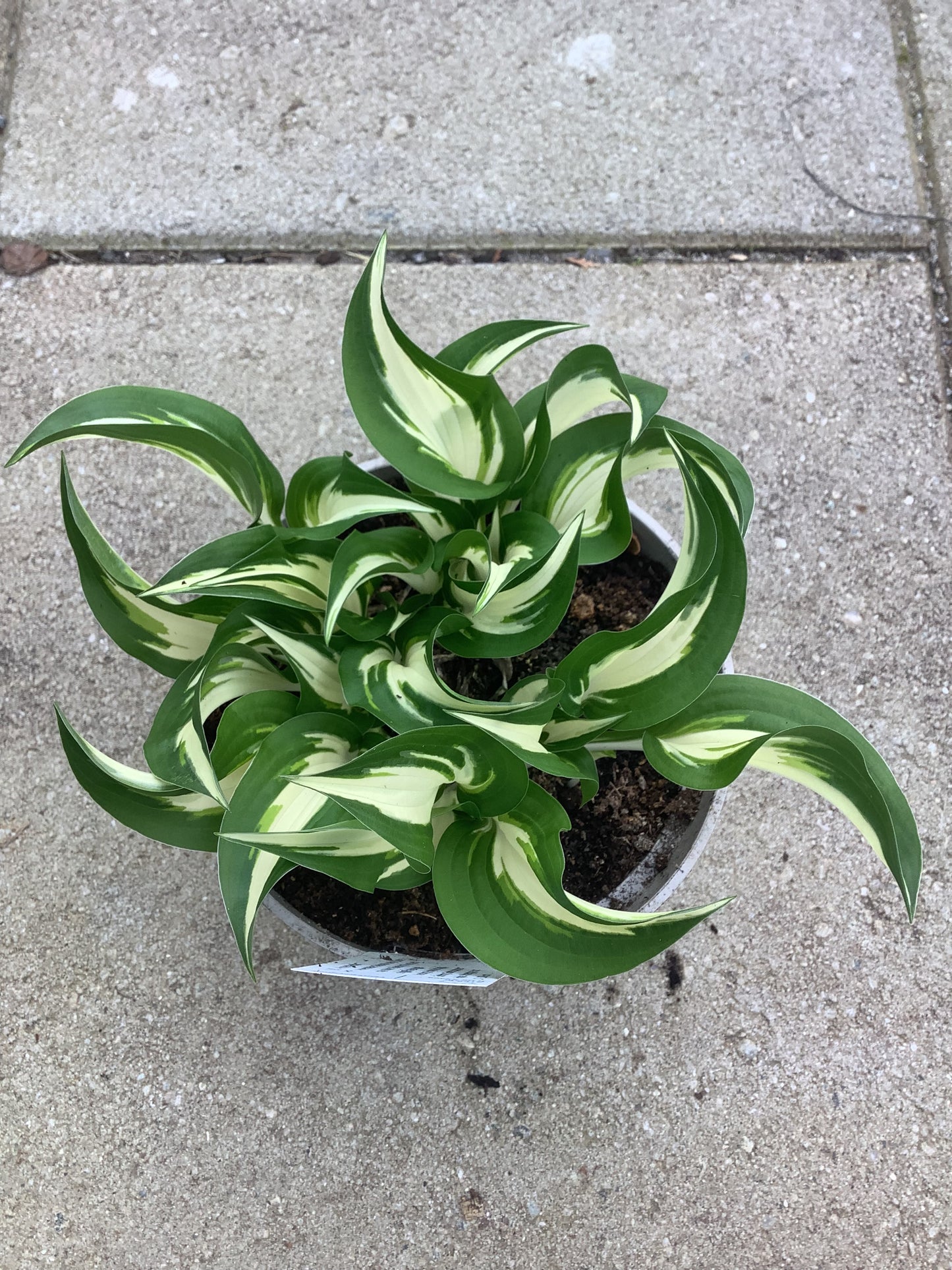 Hosta ‘Hideout’ P15