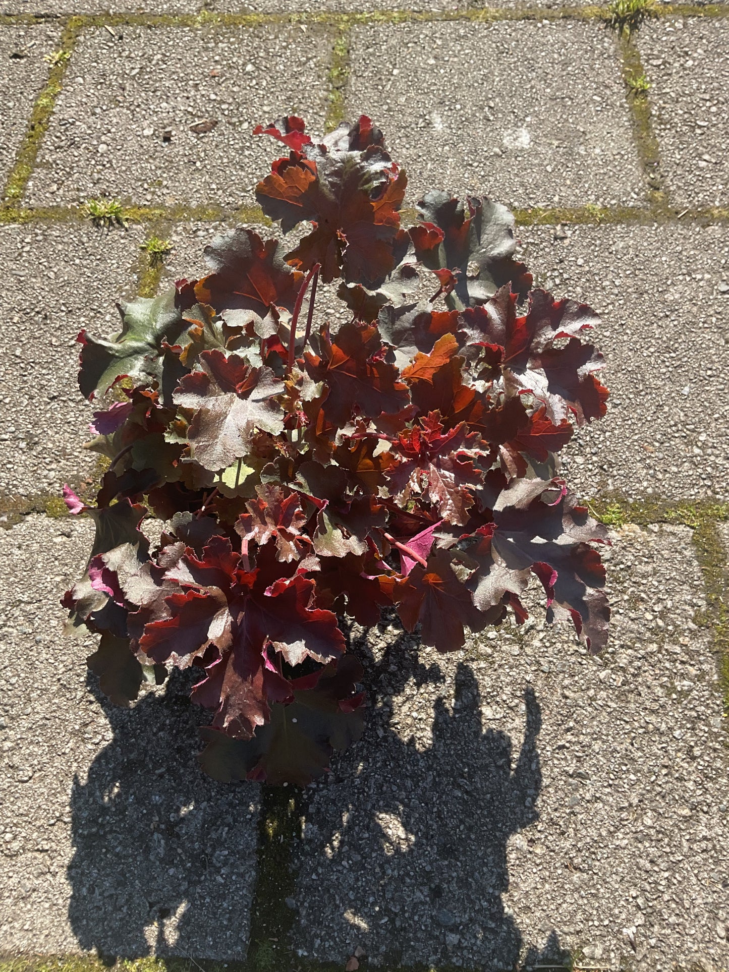 Heuchera ‘Chocolate Ruffles’ P13