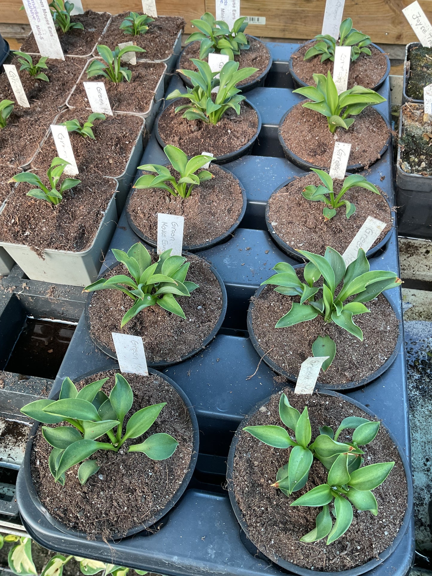 Hosta ‘Green Mouse Ears’