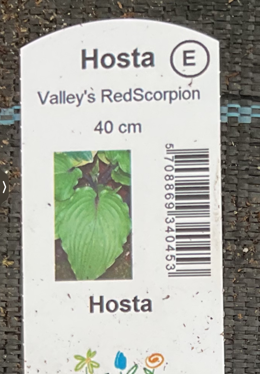 Hosta ‘Valley’s Red Scorpion’ P15