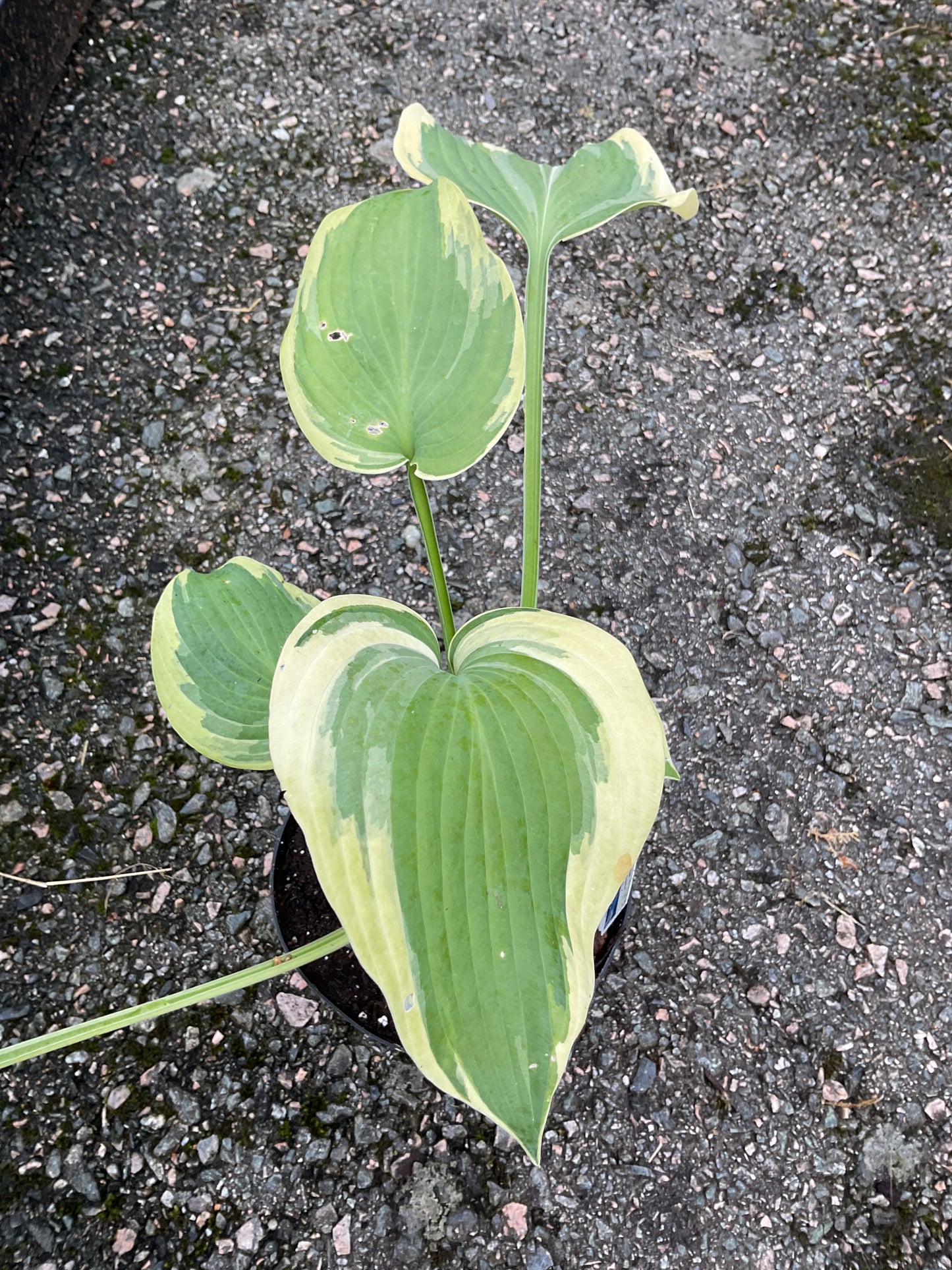 Hosta ‘Earth Angel’