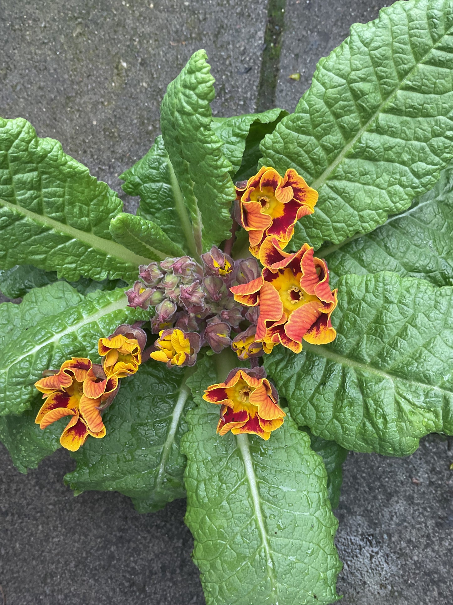 Primula veris ‘Tiger’