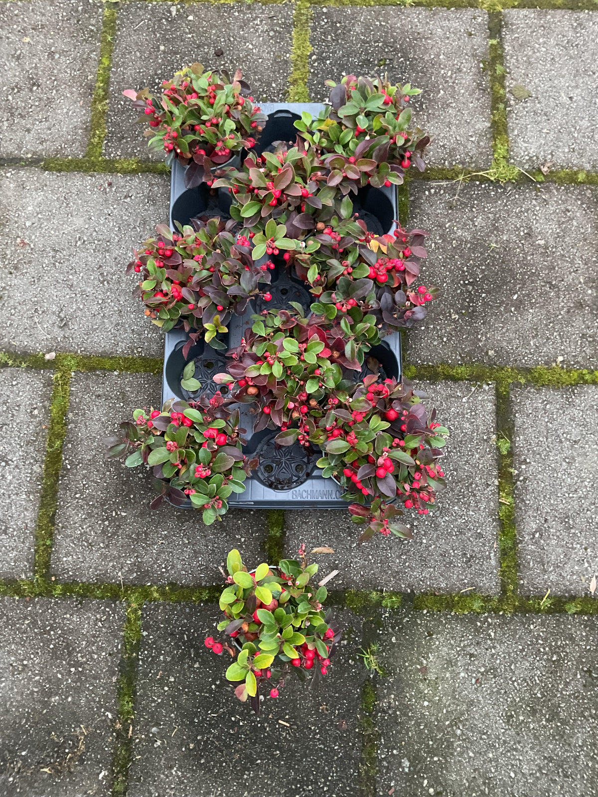 Gaultheria procumbens, Kolleksjon 6 stk