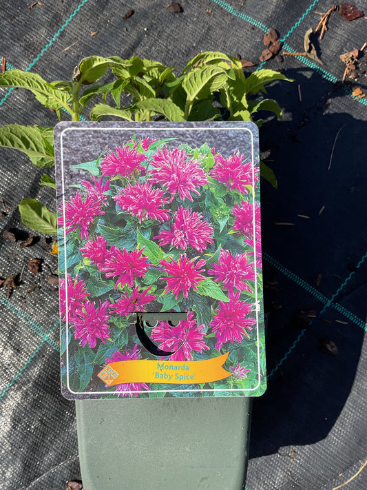 Monarda didyma ‘Baby Spice’ P11x11