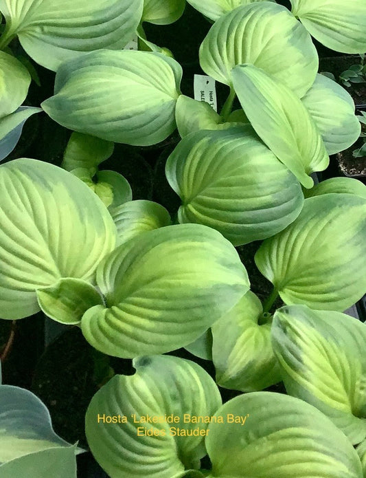 Hosta ‘Lakeside Banana Bay’