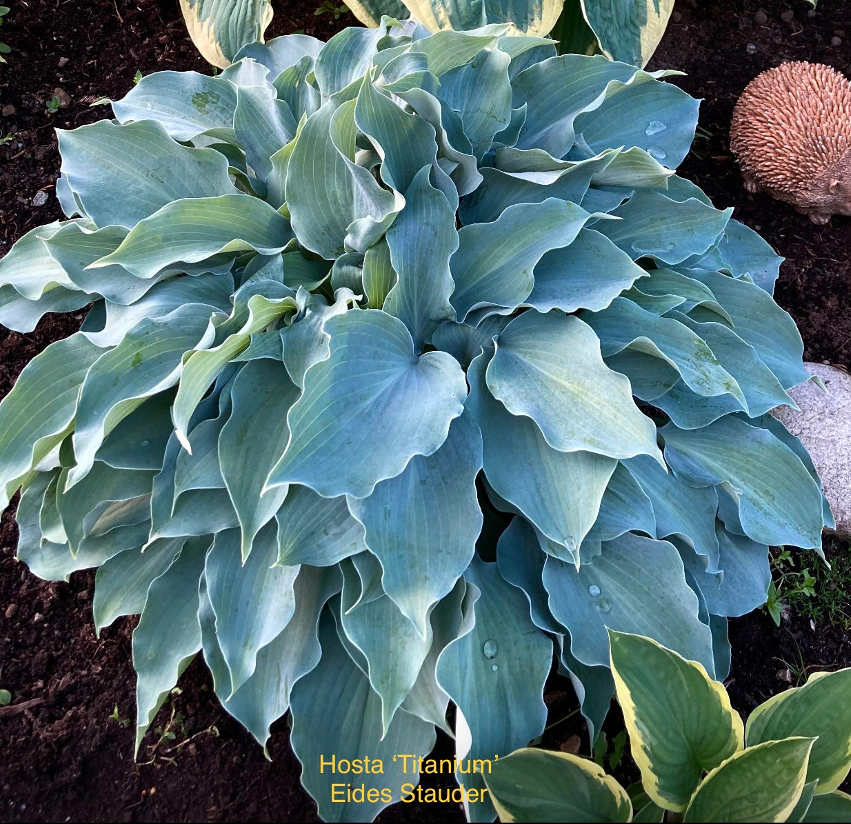 Hosta ‘Titanium’