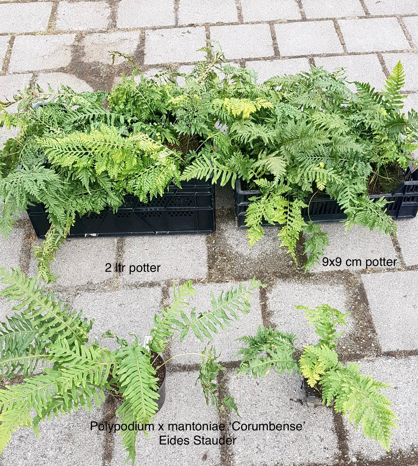 Polypodium x mantoniae ‘Cornubiense’ 2ltr