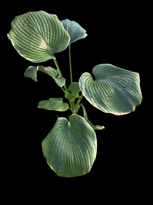 Hosta ‘Minke’®️ P17
