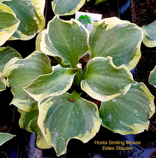 Hosta ‘Smiling Mouse’