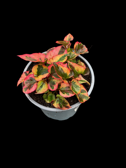 Houttuynia cordata ‘Chameleon’ P12
