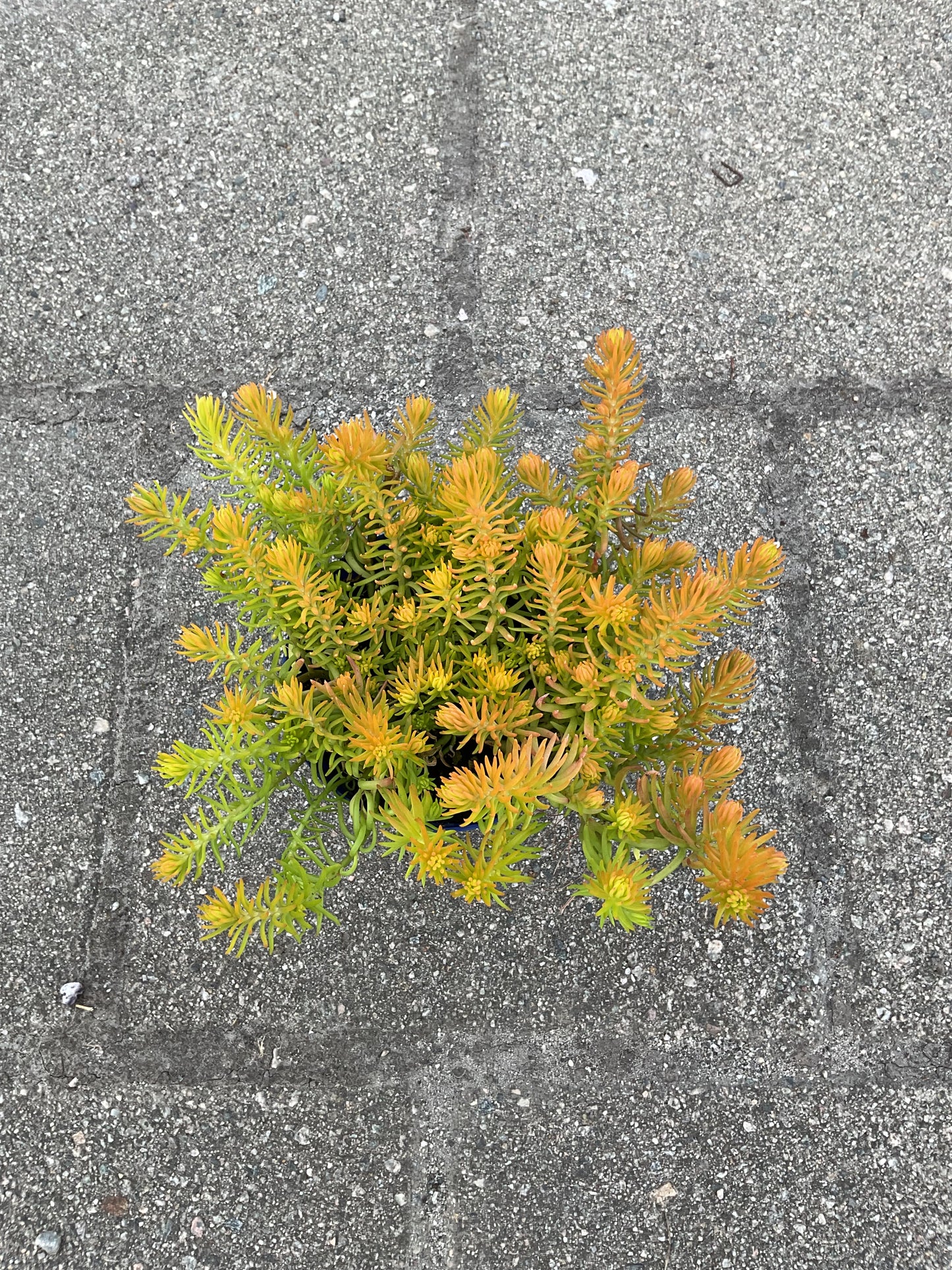 Sedum reflexum ‘Angelina’ P12