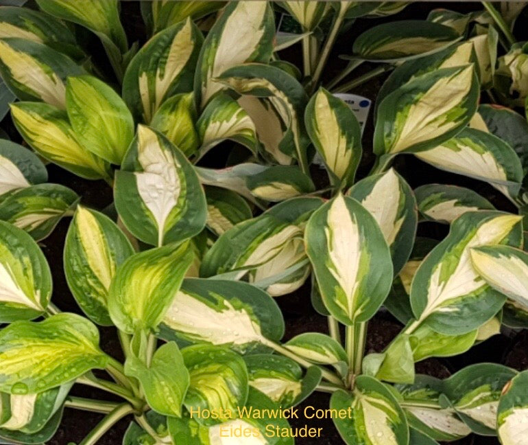 Hosta ‘Warwick Comet’ P15