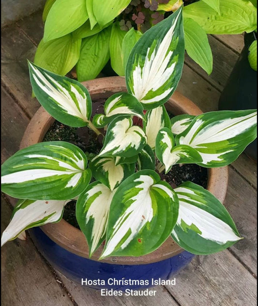 Hosta ‘Christmas Island’ p12