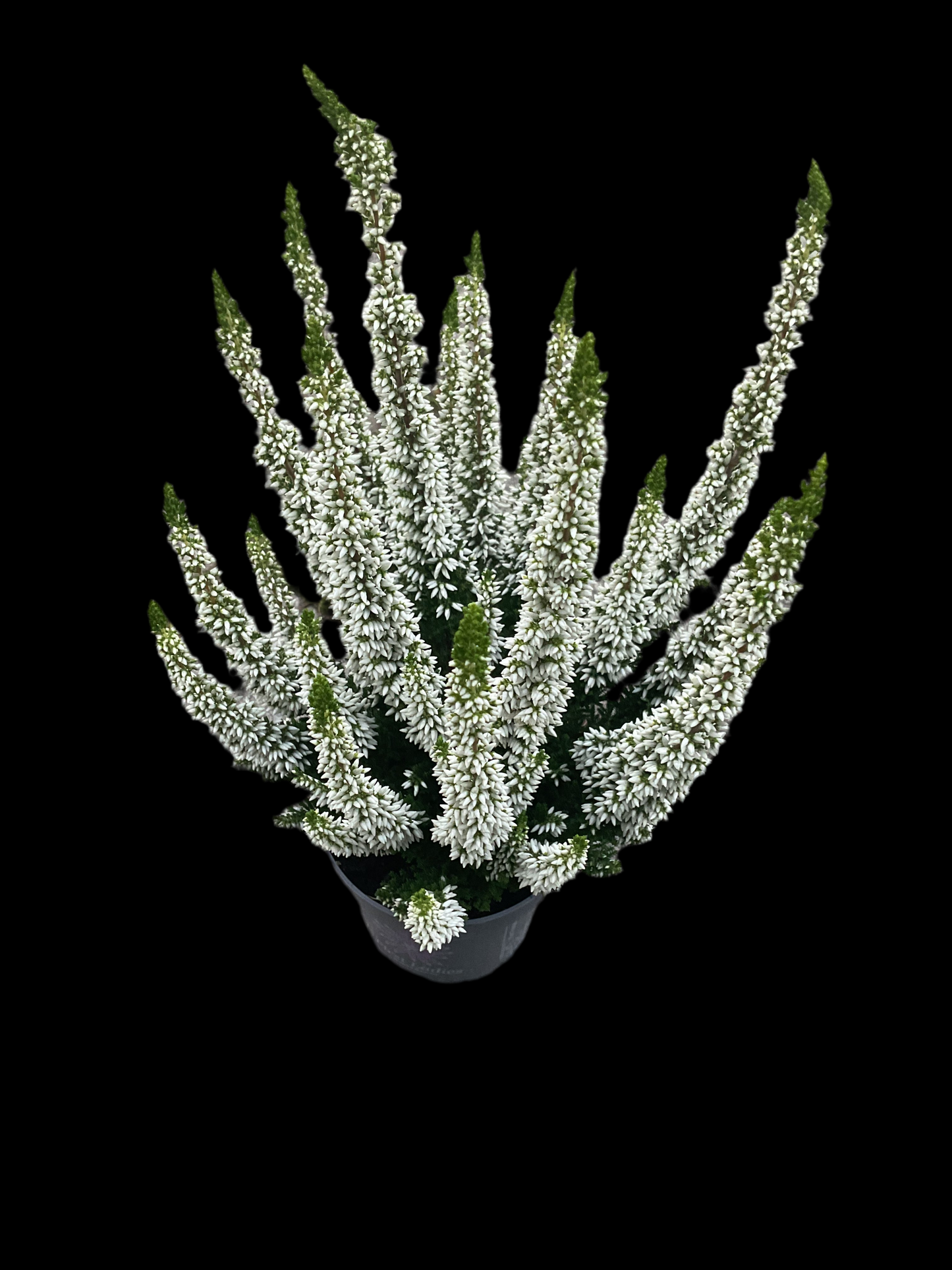 Calluna vulgaris ‘First Ladies’ White P10