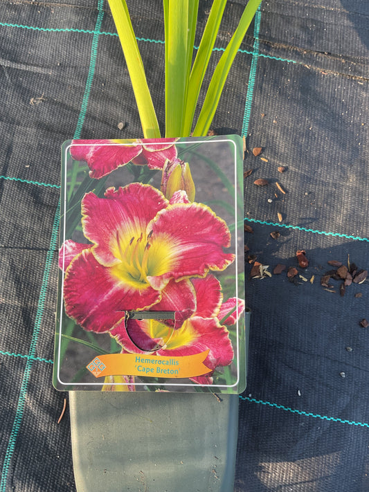 Hemerocallis ‘Cape Breton’ P11x11