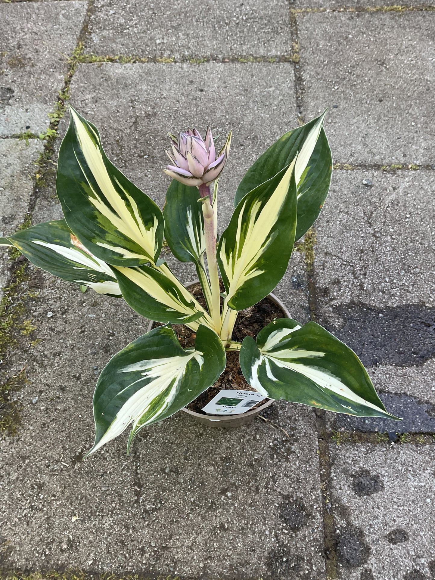 Hosta ‘Sting’