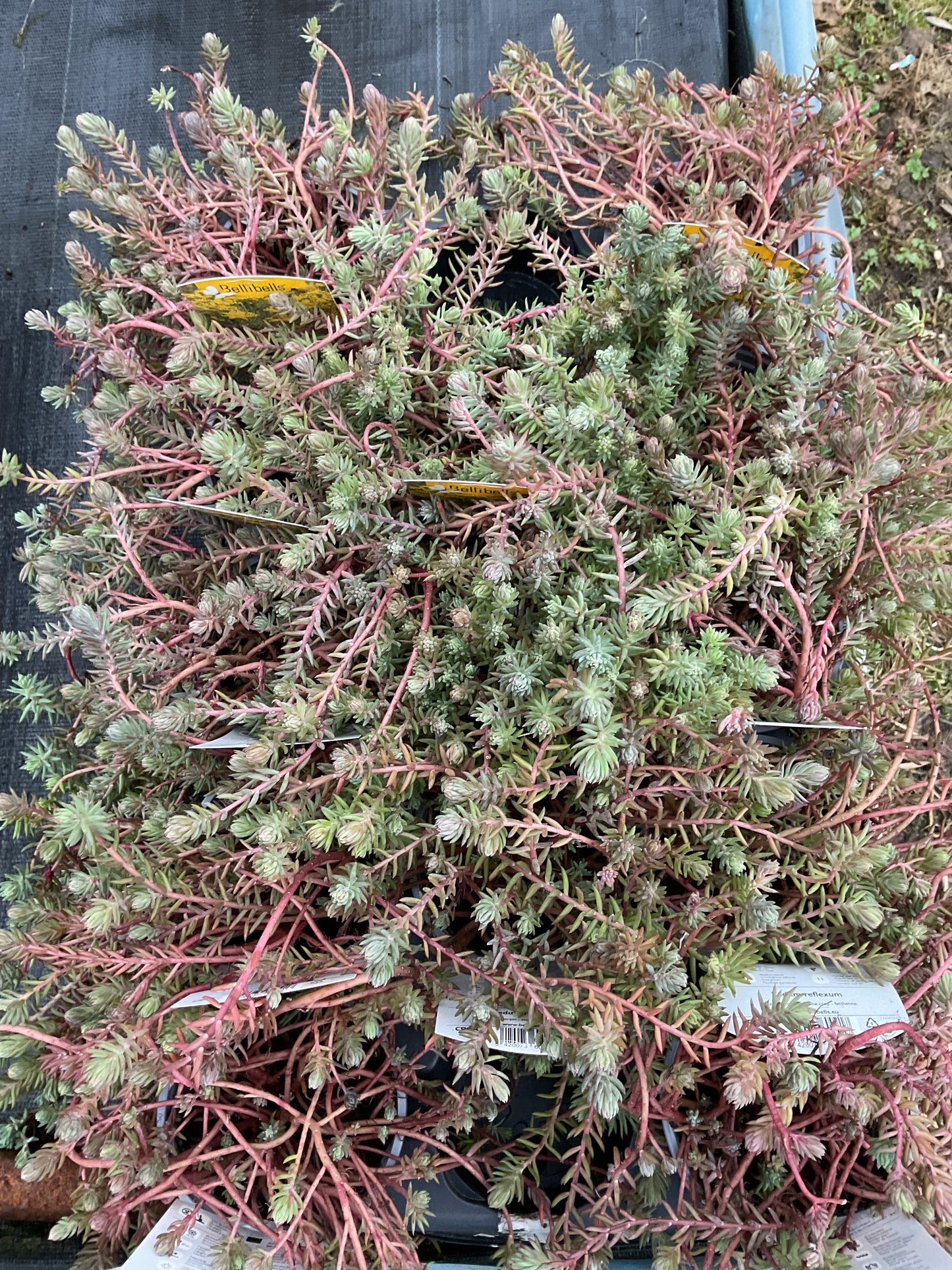 Sedum reflexum P11