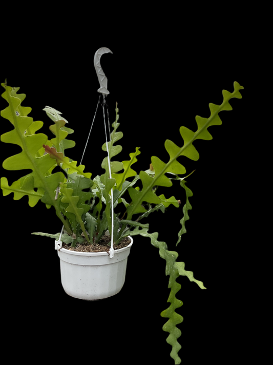 Epiphyllum anguliger, Ampelpotte P14