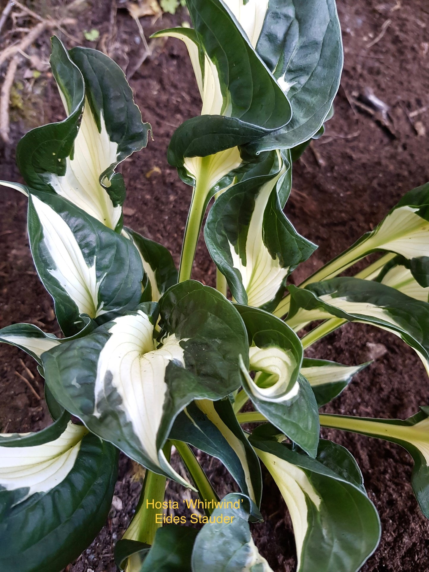 Hosta ‘Whirlwind’